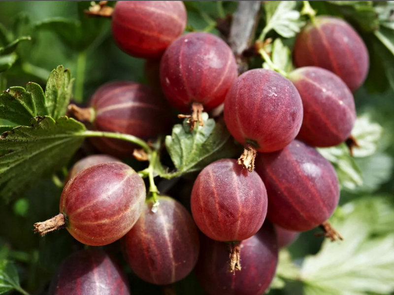 Крыжовник купить саженцы из питомника {2}